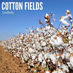 Cotton Fields album art
